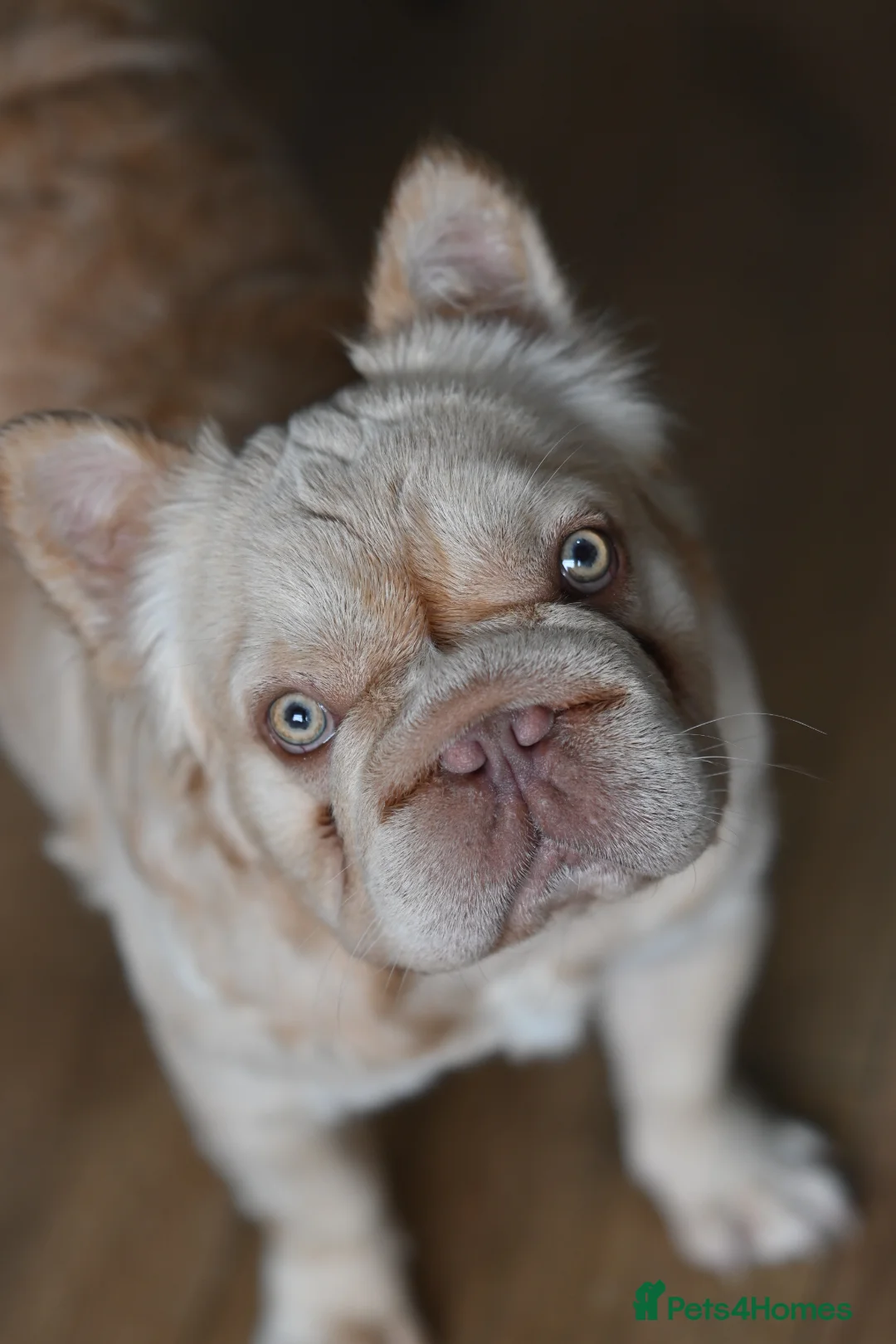 French Bulldog dogs for stud: Buch 🔥Exotic French Bulldog Stud - Advert 5