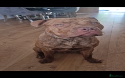 Mixed Breed dogs for sale: Meet Nelson - Image 3