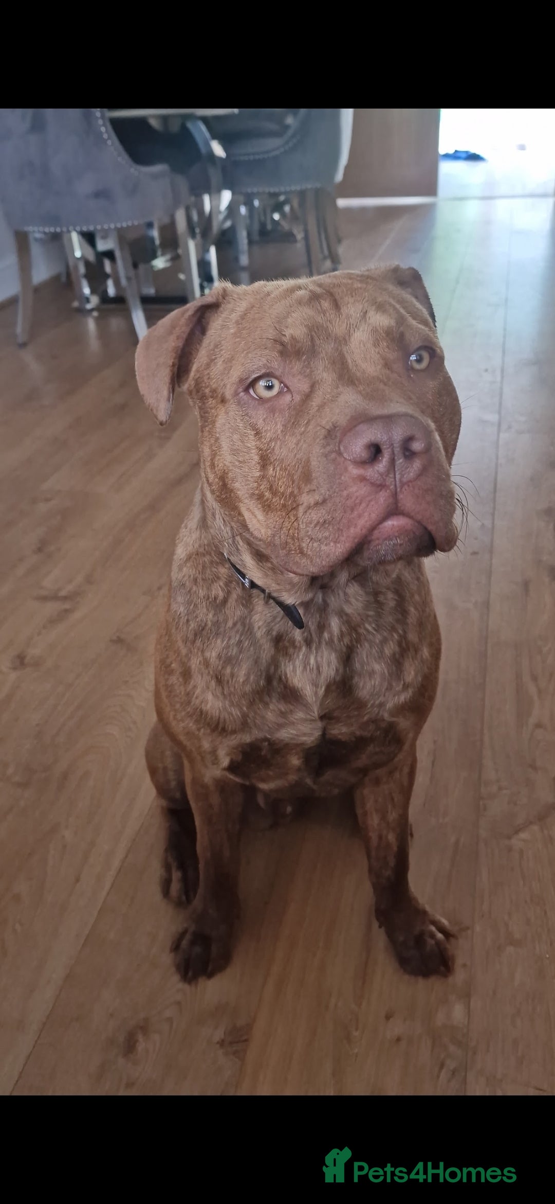 Mixed Breed dogs for sale: Meet Nelson - Image 3
