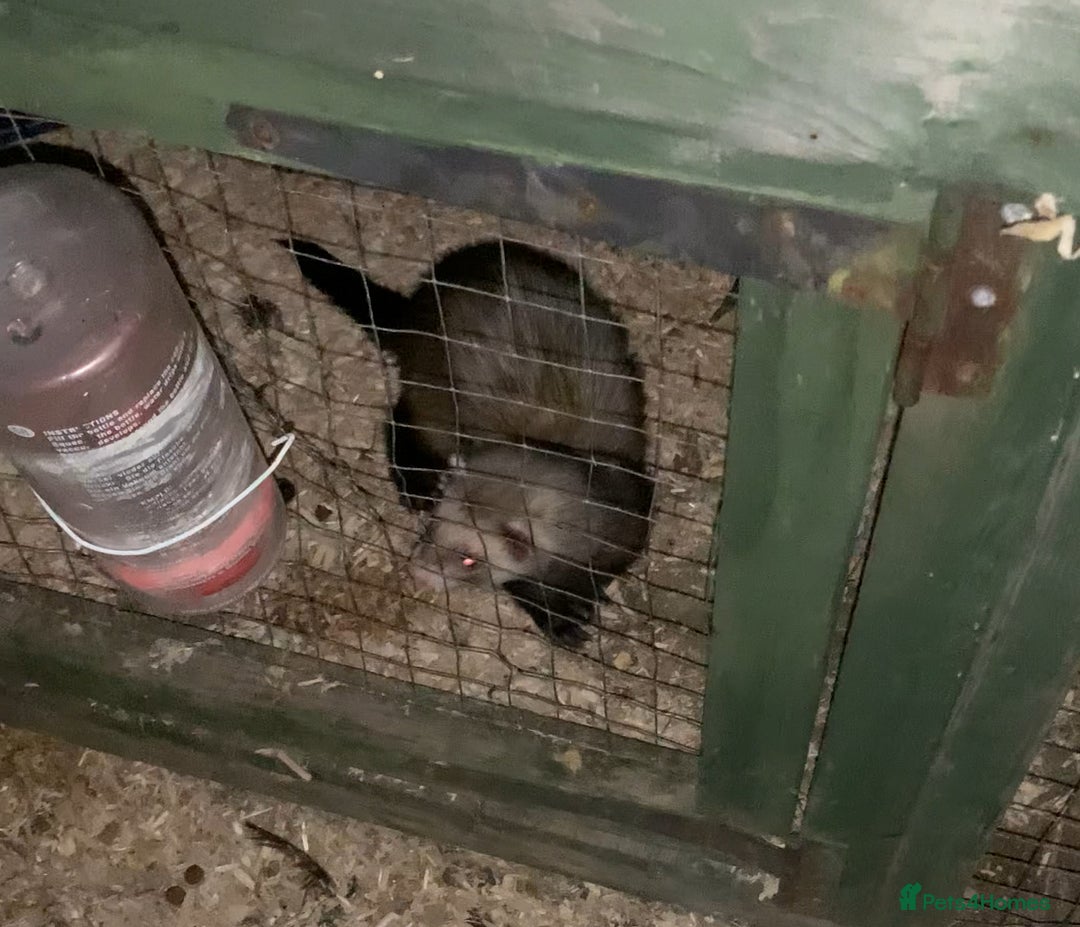 Ferret rodents for sale: 2 Hobs and a jill  - Advert 9