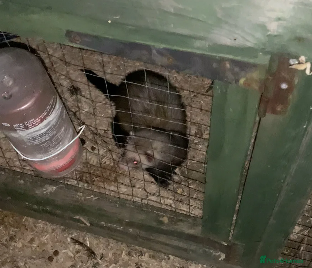 Ferret rodents for sale: Jill’s and hobs available  - Advert 9