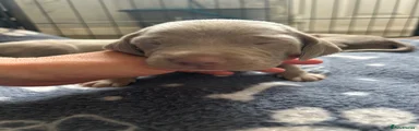 Weimaraner Puppy 8