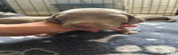 Weimaraner dogs for sale: Kc registered Silver Weimaraner puppies for sale  - Advert 30