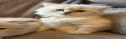 Siberian cats for sale: TICA Registered Siberian Kittens  - Advert 8