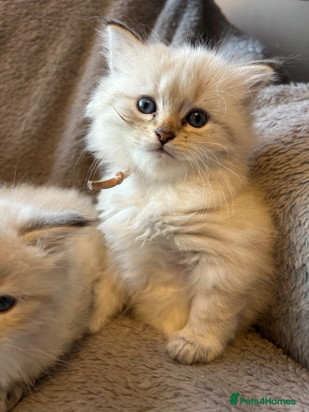 Siberian cats for sale: TICA Registered Siberian Kittens  - Advert 8