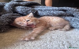 British Shorthair cats for sale: 1 ginger girl ready to go  - Image 3