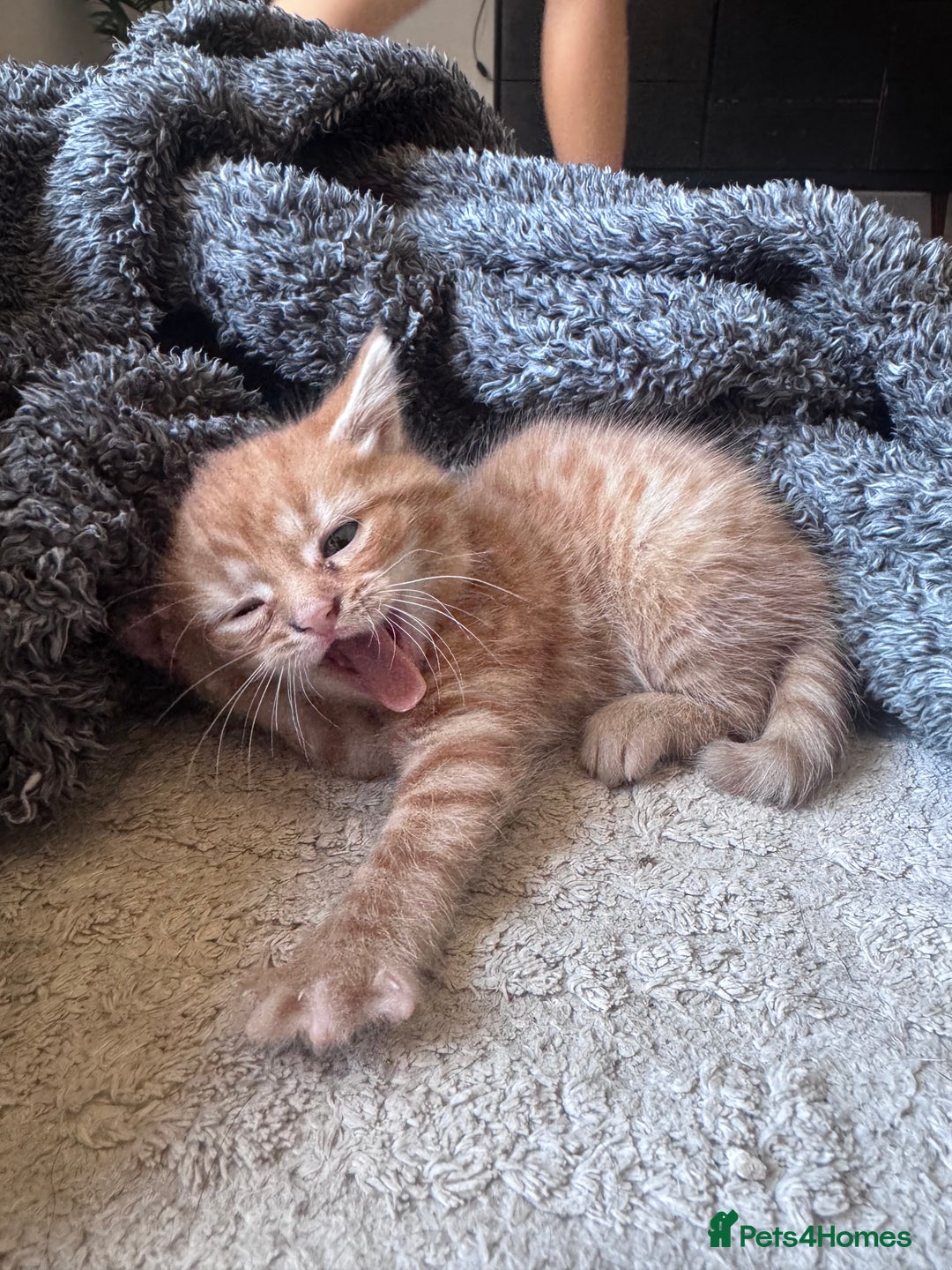 British Shorthair cats for sale: 1 ginger girl ready to go  - Image 3