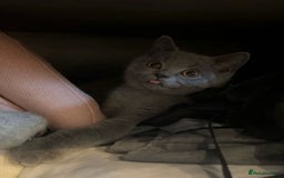 British Shorthair cats for sale: Grey British shorthair kitten for sale. - Image 3