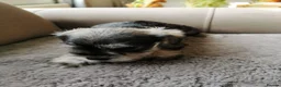 Miniature Schnauzer dogs for sale: Miniature Schnauzer puppies  in Kirkcaldy - Advert 12