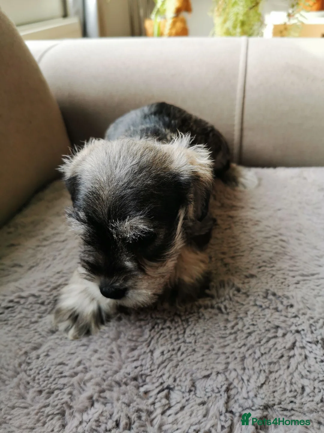 Miniature Schnauzer dogs for sale: Miniature Schnauzer puppies  in Kirkcaldy - Advert 12