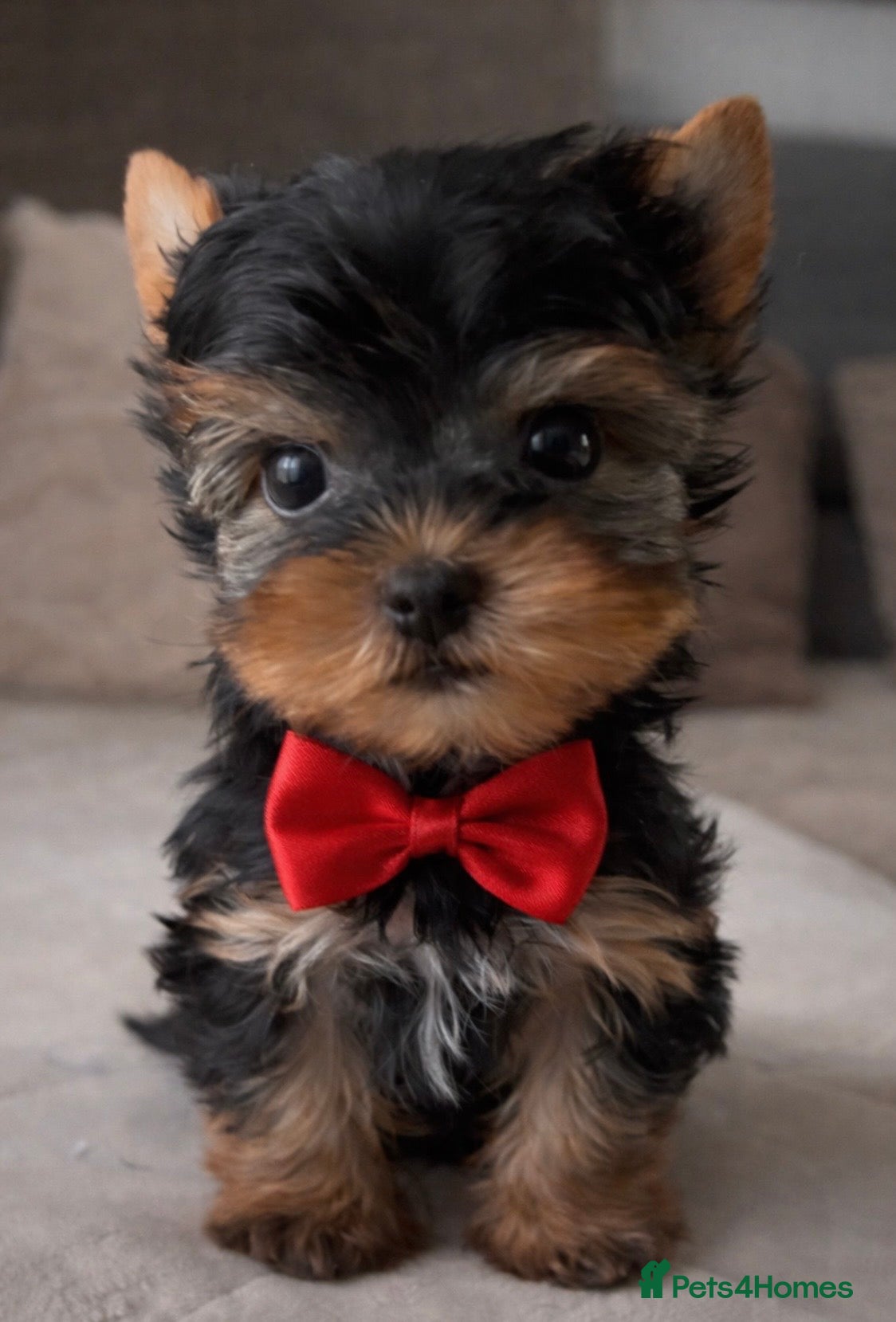 Yorkshire Terrier dogs  ❤️ Special Little Yorkshire Boy – READY NOW ❤️ - Advert 11