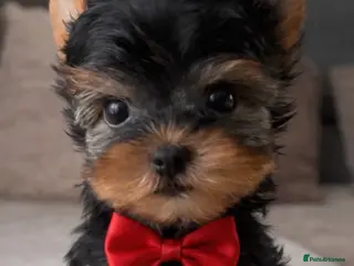 Yorkshire Terrier dogs ❤️ Special Little Yorkshire Boy – READY NOW ❤️ - Advert 11