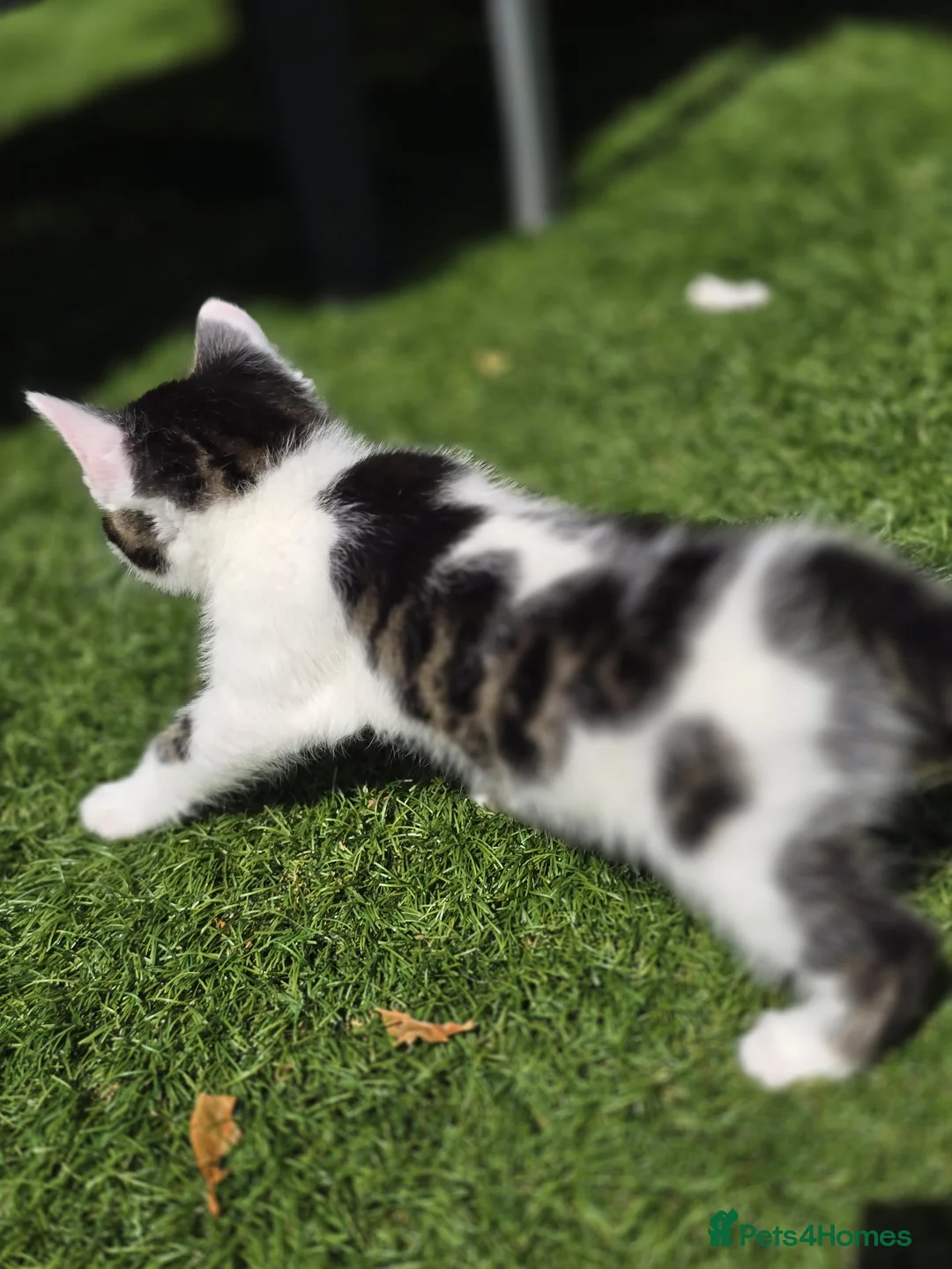 Bengal cats for sale: Bengal cross tabby Ready now in Croydon - Advert 9