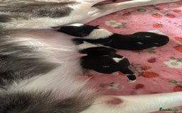 Border Collie dogs for sale: Border collie  - Image 6