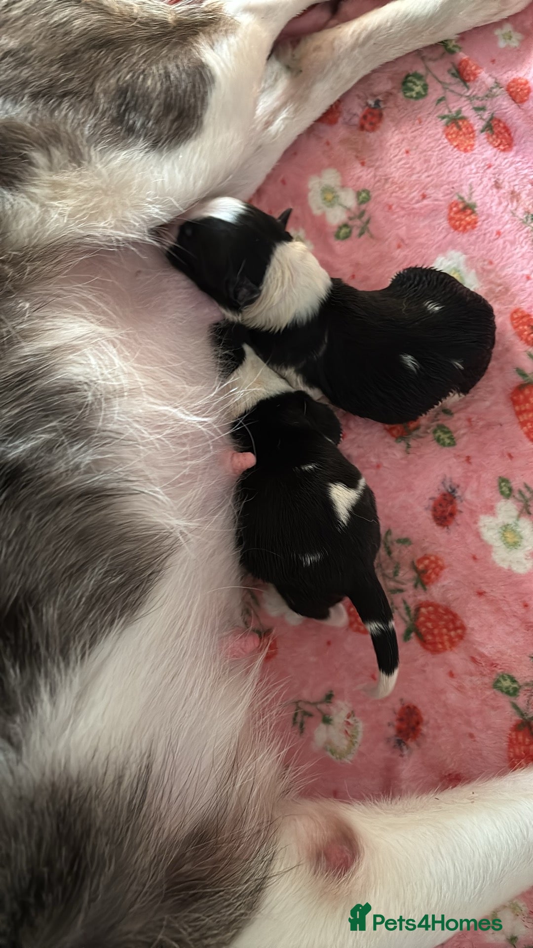Border Collie dogs for sale: Border collie  - Image 6