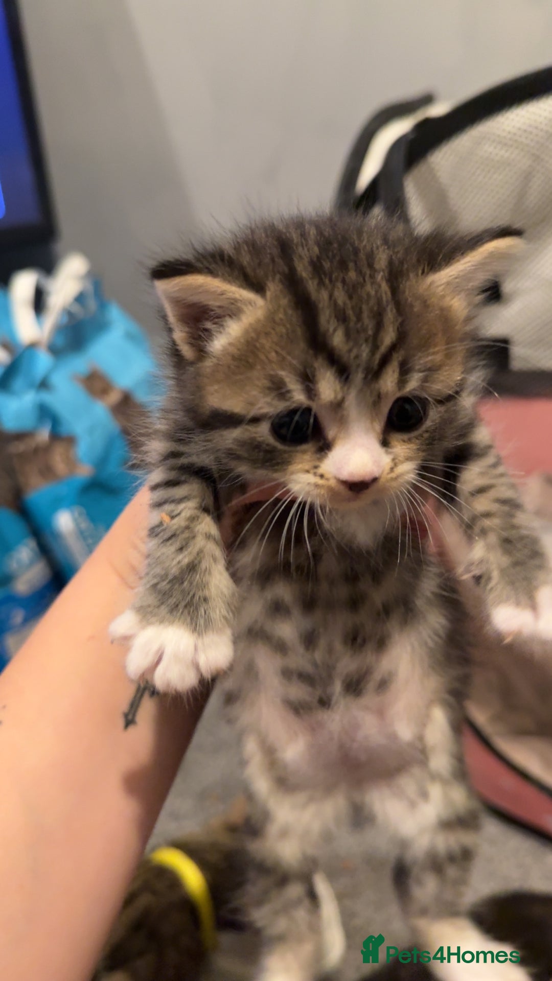 Mixed Breed cats for sale: 9 Mixed Bengal Kittens For Sale - Image 16