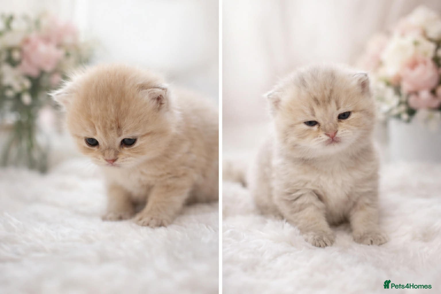 British Shorthair cats British shorthair kittens  - Advert 2