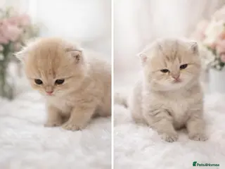 British Shorthair cats British shorthair kittens - Advert 1