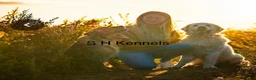 Golden Retriever dogs for sale: Fantastic golden retriever  - Advert 16