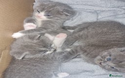British Shorthair cats for sale: Adorable British Shorthair x Persian Kittens  - Image 18