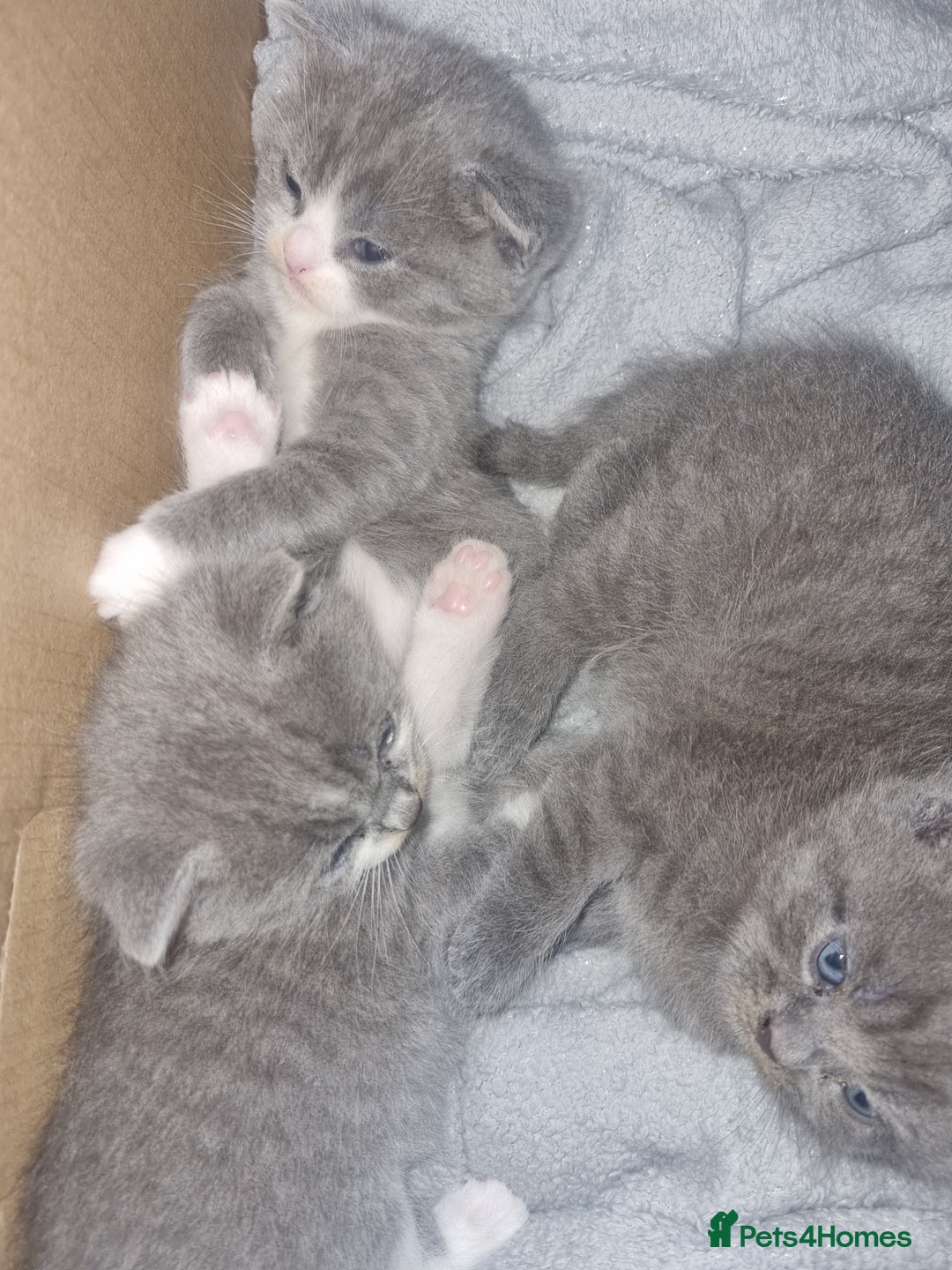 British Shorthair cats for sale: Adorable British Shorthair x Persian Kittens  - Image 18