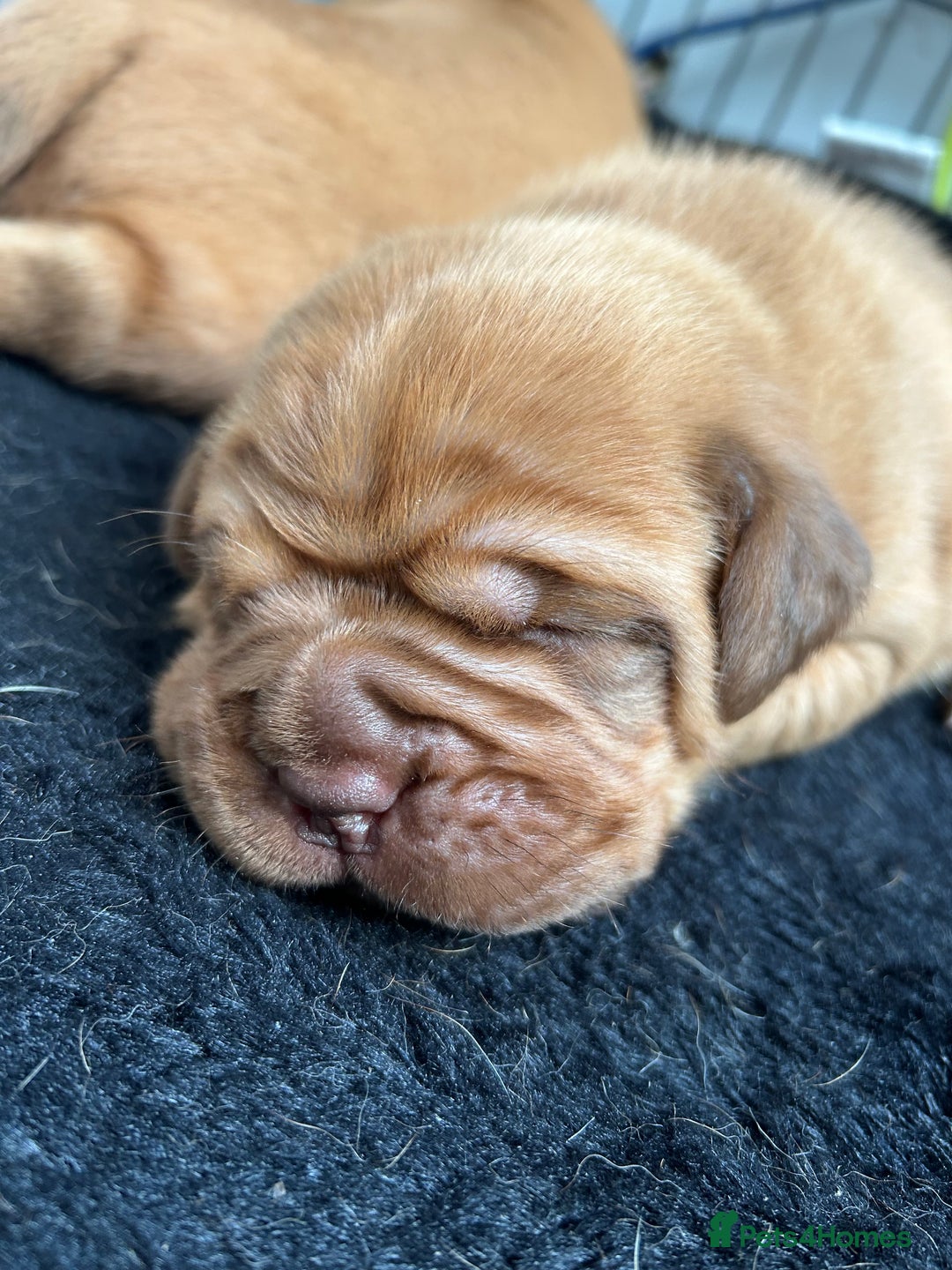 Dogue De Bordeaux dogs for sale: 🐾Dogue de Bordeaux Puppies Champion Bloodlines  - Image 9