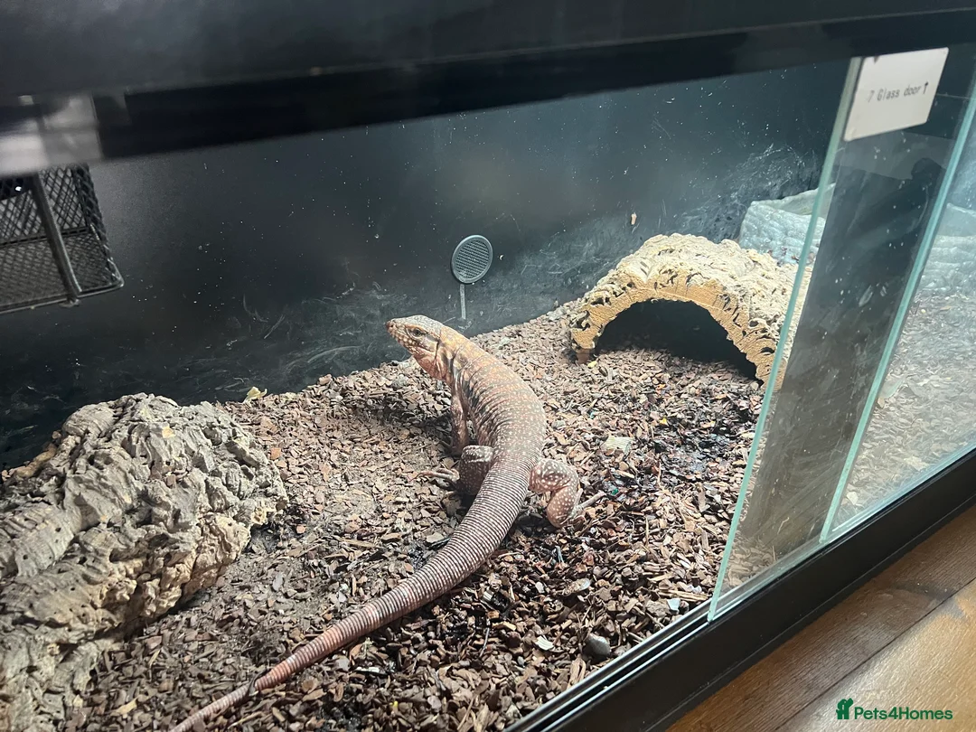 Monitor reptiles for sale: Red Tegu monitor in Braintree - Advert 1