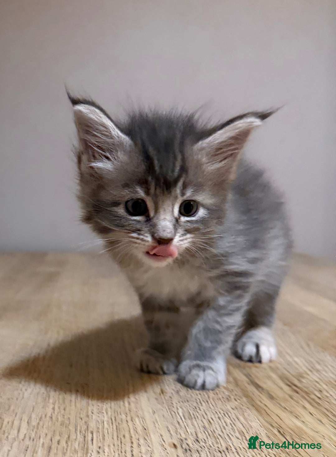 Maine Coon cats for sale: Stunning Maine Coon cross kittens - Advert 15