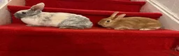 Mixed Breed rabbits for sale: Rabbit  - Advert 10