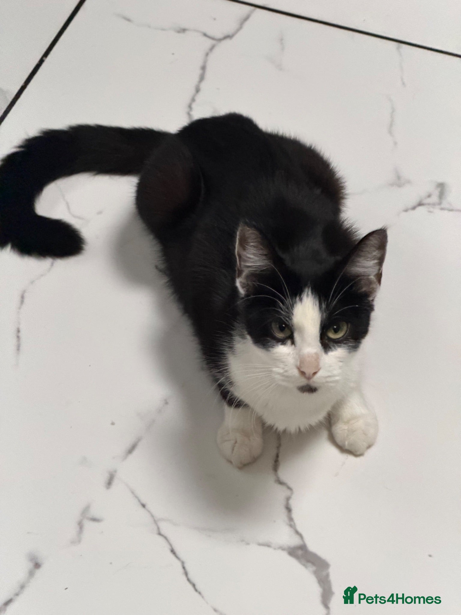 Mixed Breed cats Female cat for sale  - Advert 1
