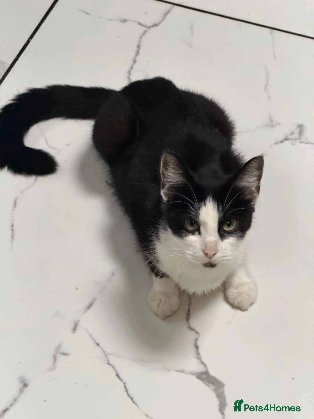 Mixed Breed cats for sale: Female cat for sale  - Advert 1