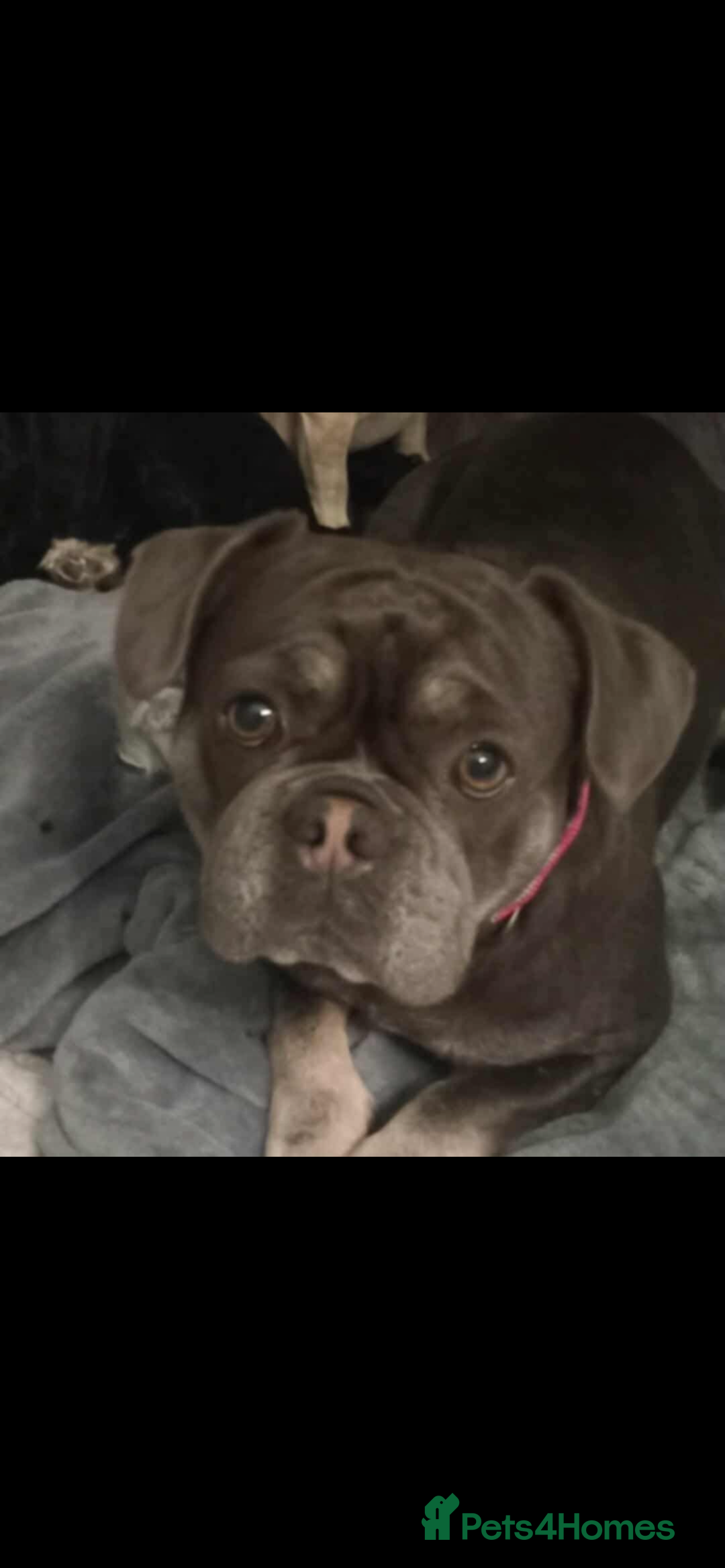 French Bulldog dogs for sale: Frenchie - Image 7