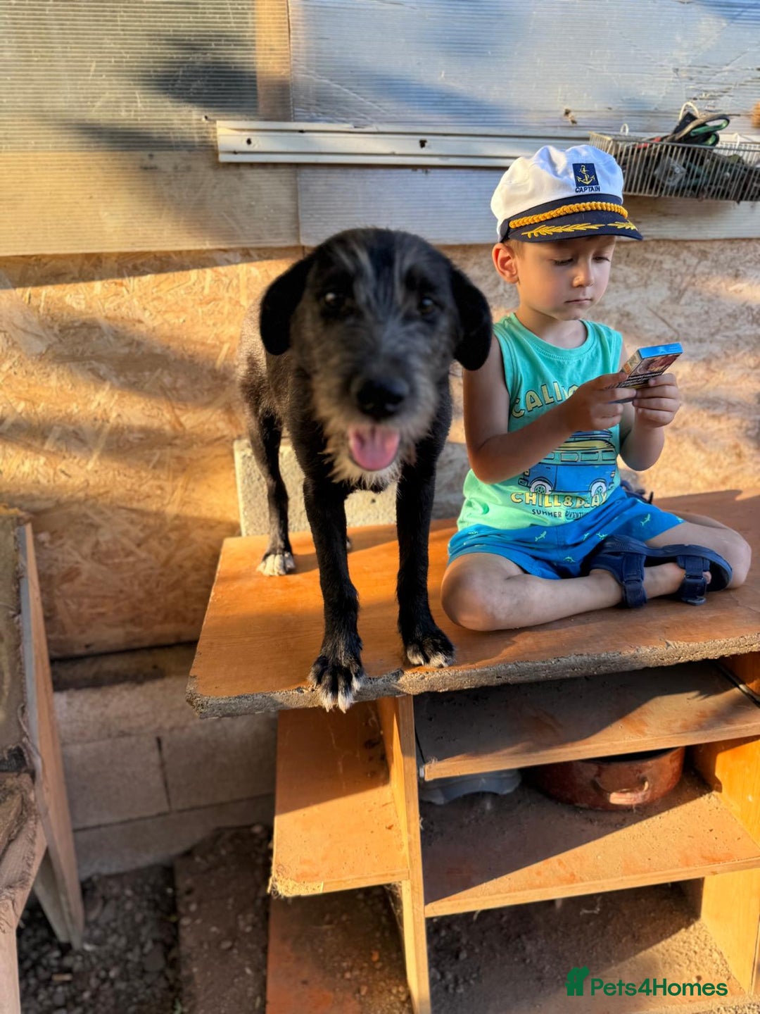 Mixed Breed dogs for adoption: LIA - a Beautiful young Girl, for a Loving Home - Image 14