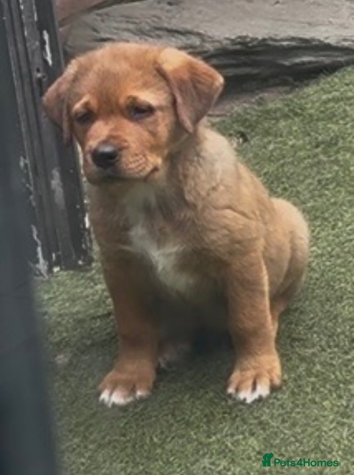 Mixed Breed dogs Central Asian Shepard x Rottweiler Puppies - Advert 2