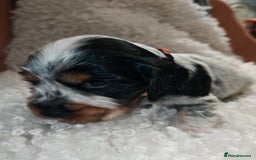 Cocker Spaniel dogs for sale: Kc show cocker spaniel puppies  - Image 11