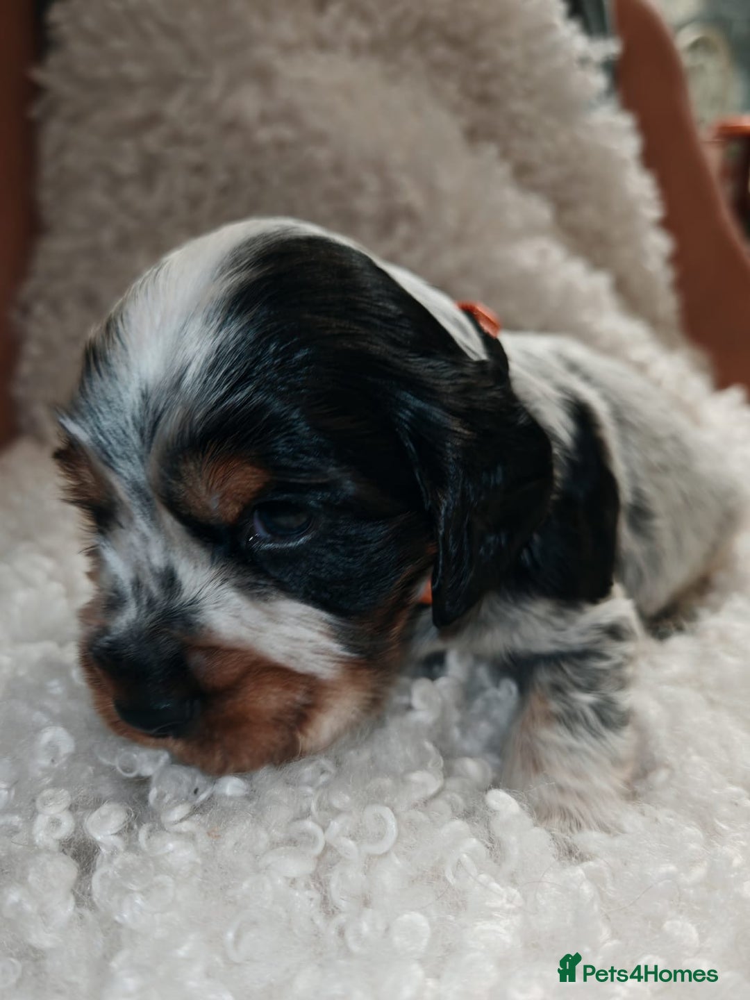 Cocker Spaniel dogs for sale: Kc show cocker spaniel puppies  - Image 11