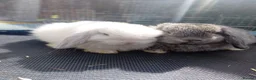 Mini Lop rabbits for sale: Mini Lop Bunnies Ready to leave 12/05 - Advert 20