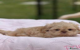 Shih Tzu dogs for sale: Stunning tiny imperial karashishi puppies - Image 8