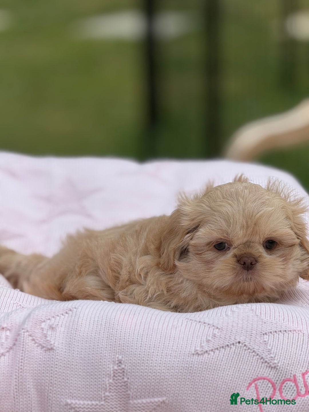 Shih Tzu dogs for sale: Stunning tiny imperial karashishi puppies - Image 8