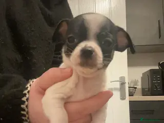 Chug dogs 2 female chug puppies - Advert 9