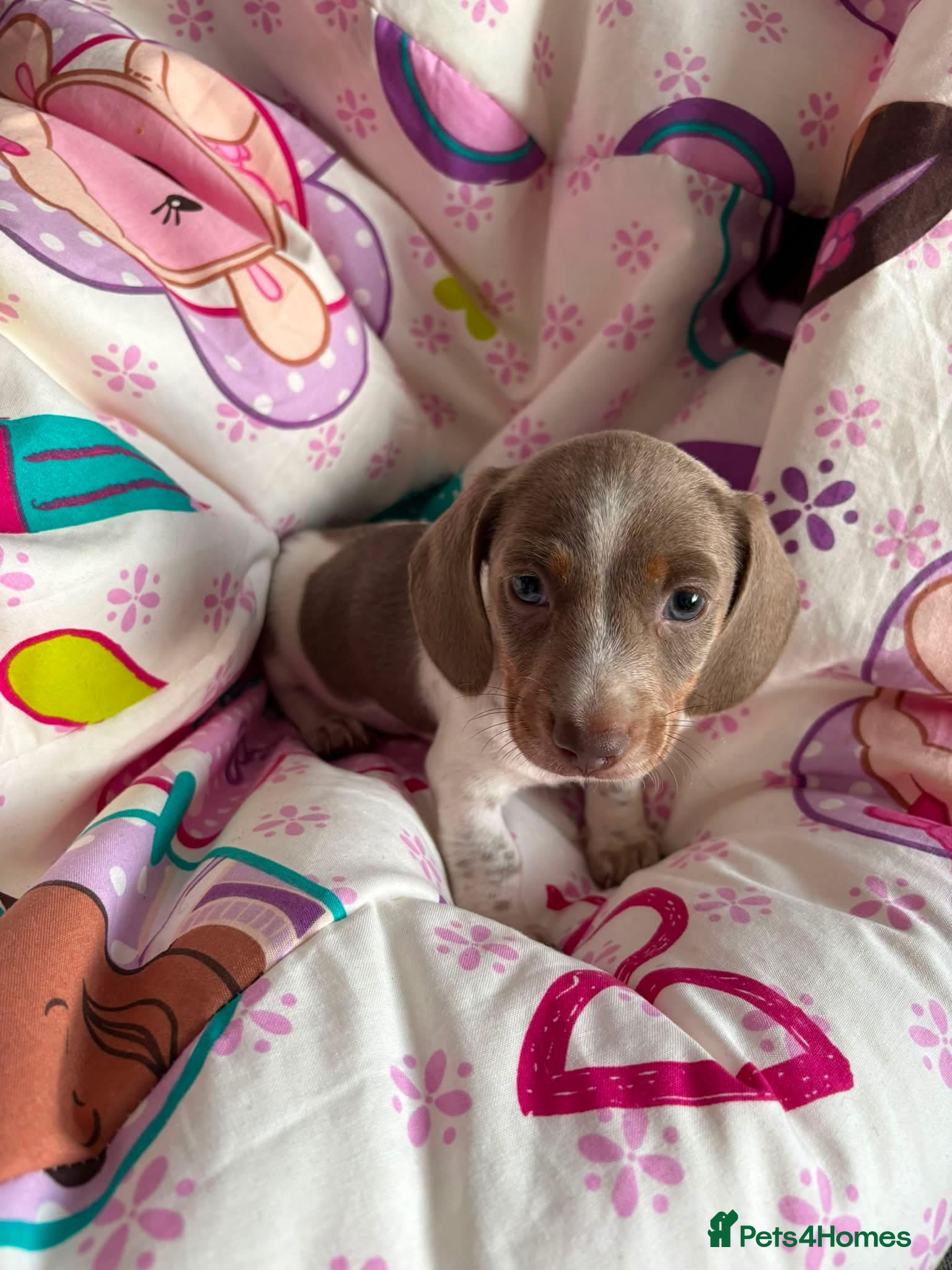 Miniature Dachshund dogs Beautiful Dachsund Puppies - Advert 12