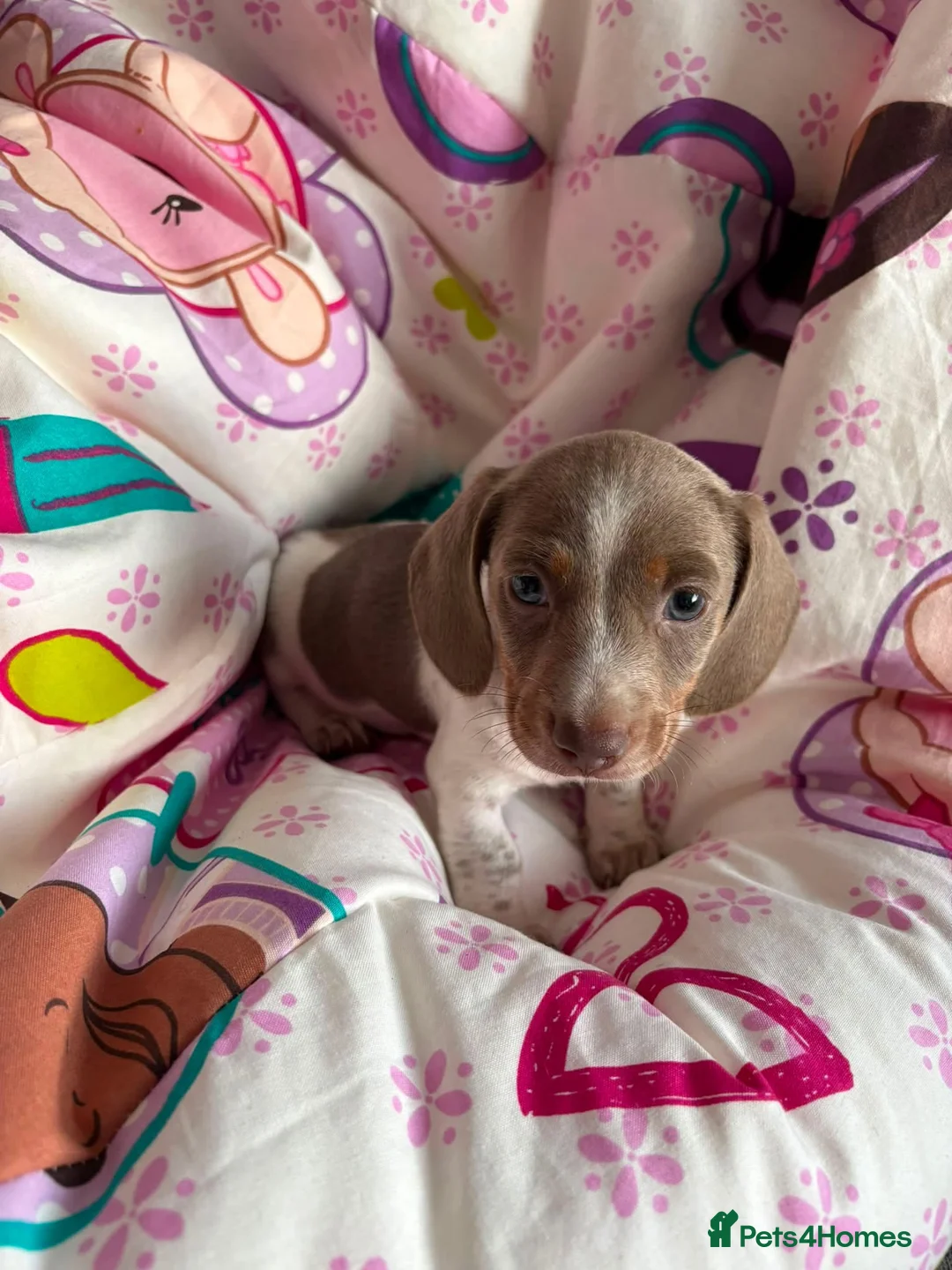 Miniature Dachshund dogs for sale: Beautiful Dachsund Puppies - Advert 1