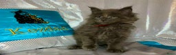 Maine Coon cats for sale: ❤️ Ready to go . GCCF Mainecoon kittens available  - Advert 11