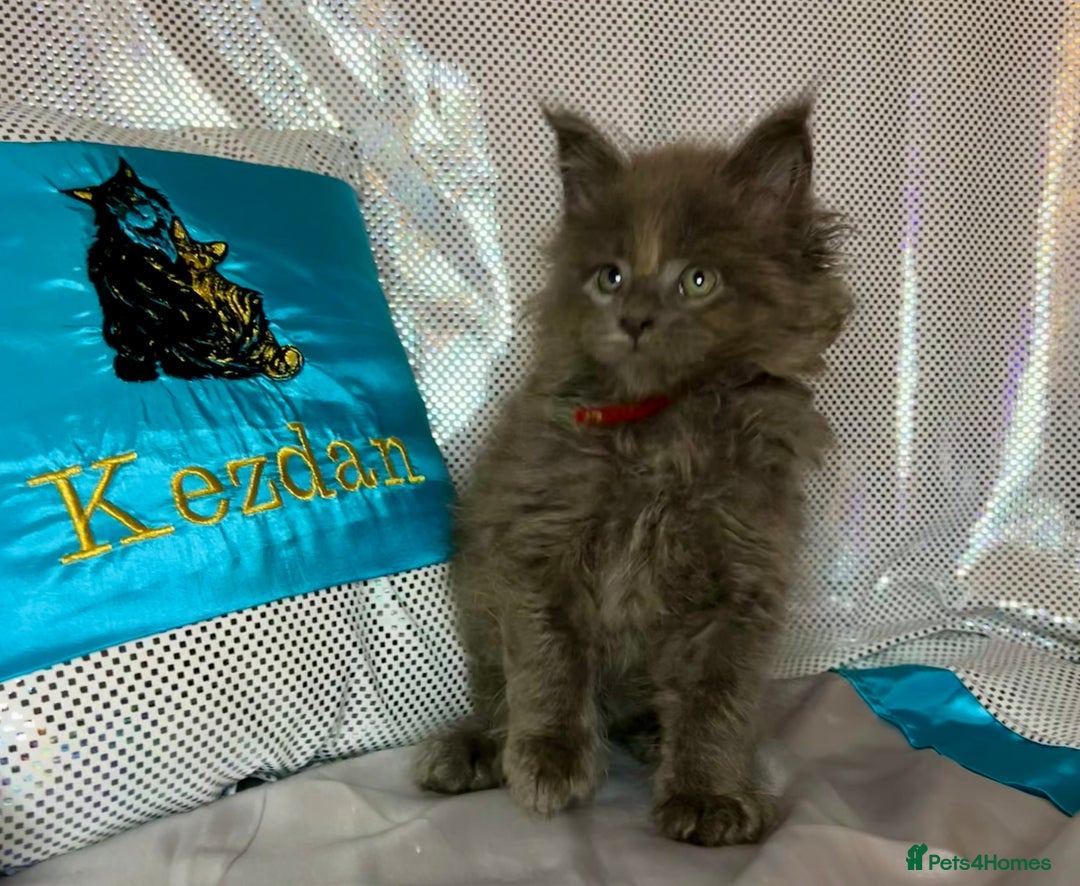 Maine Coon cats for sale: Beautiful GCCF reg Mainecoon kittens available  - Image 9