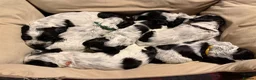 Cocker Spaniel dogs for sale: KC Reg Show Type Cocker Spaniel puppies - Advert 2