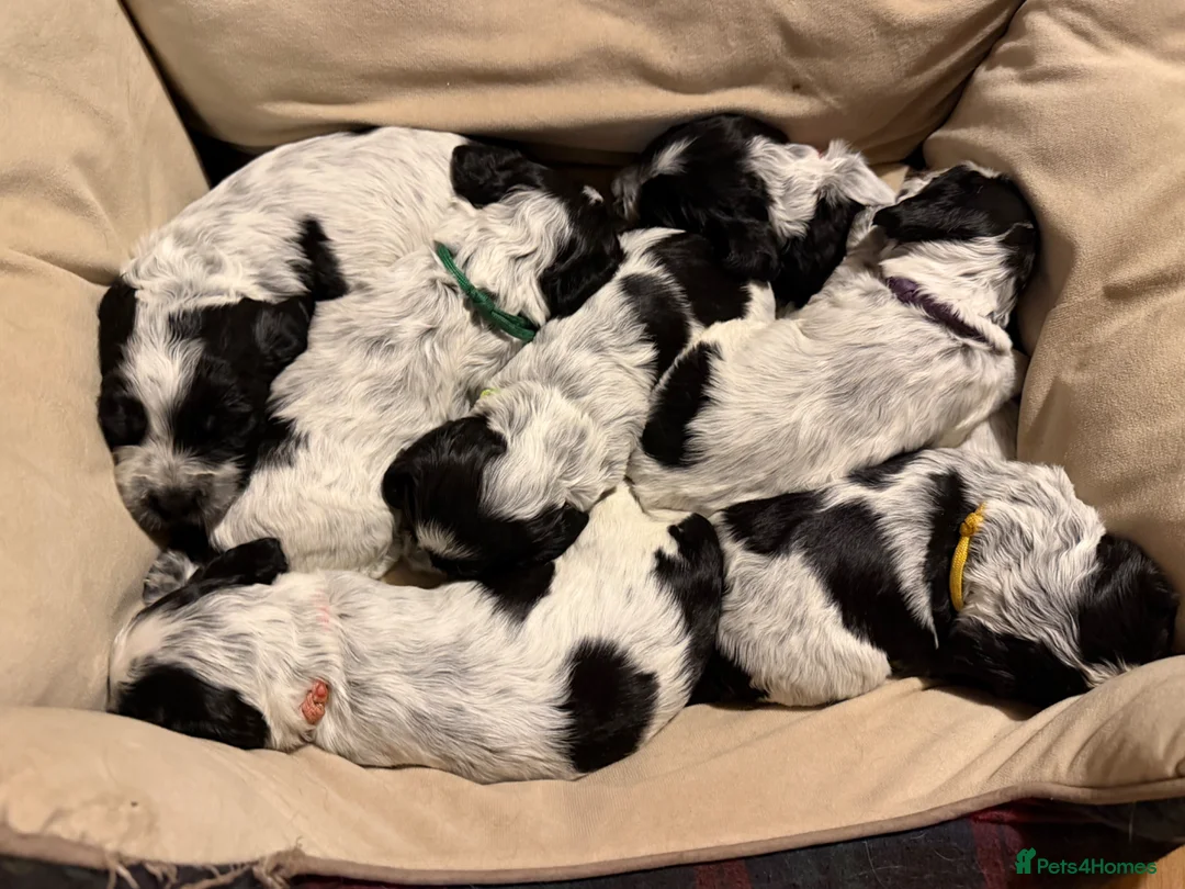 Cocker Spaniel dogs for sale: KC Reg Show Type Cocker Spaniel puppies - Advert 2