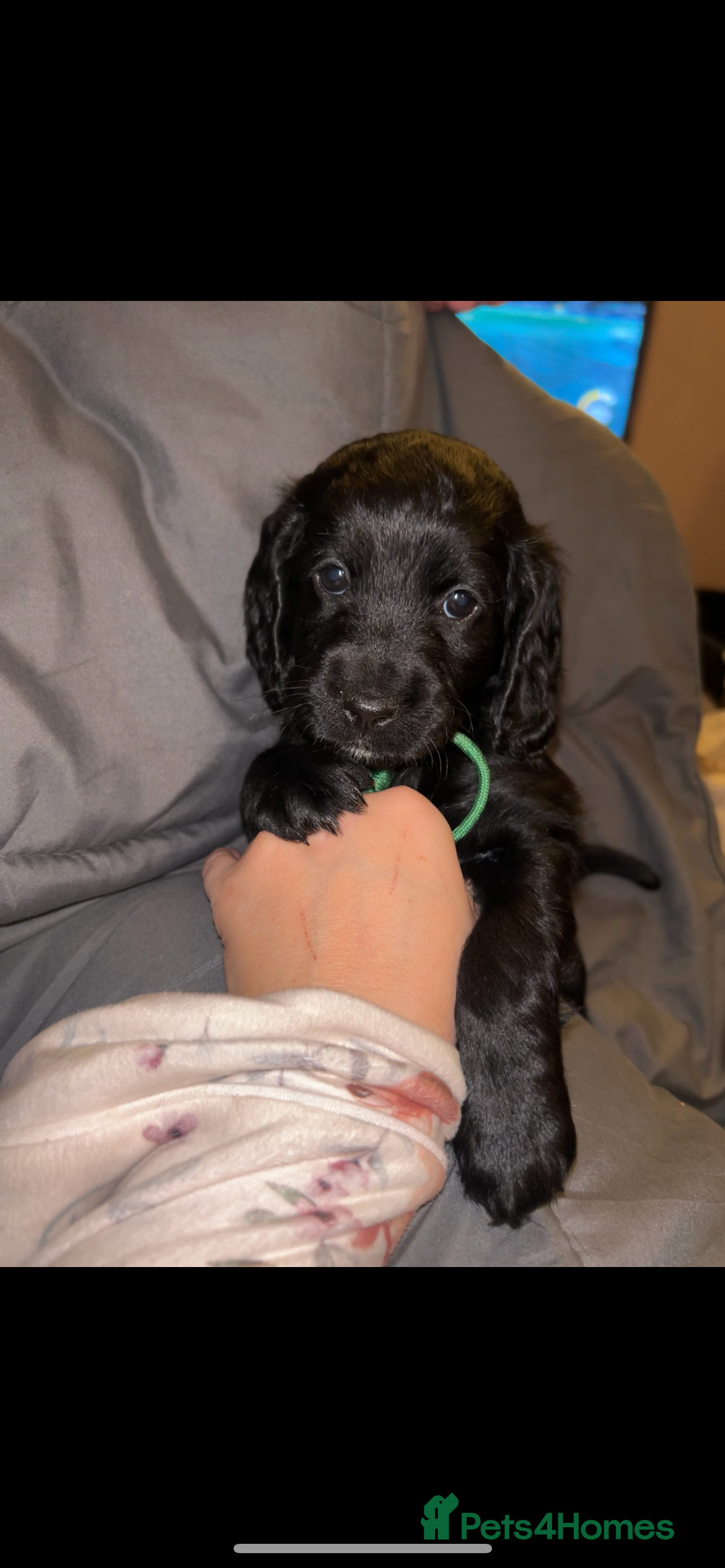 Cockapoo dogs Cockapoo puppies ready to reserve. - Advert 11