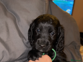 Cockapoo dogs Cockapoo puppies ready to reserve. - Advert 18