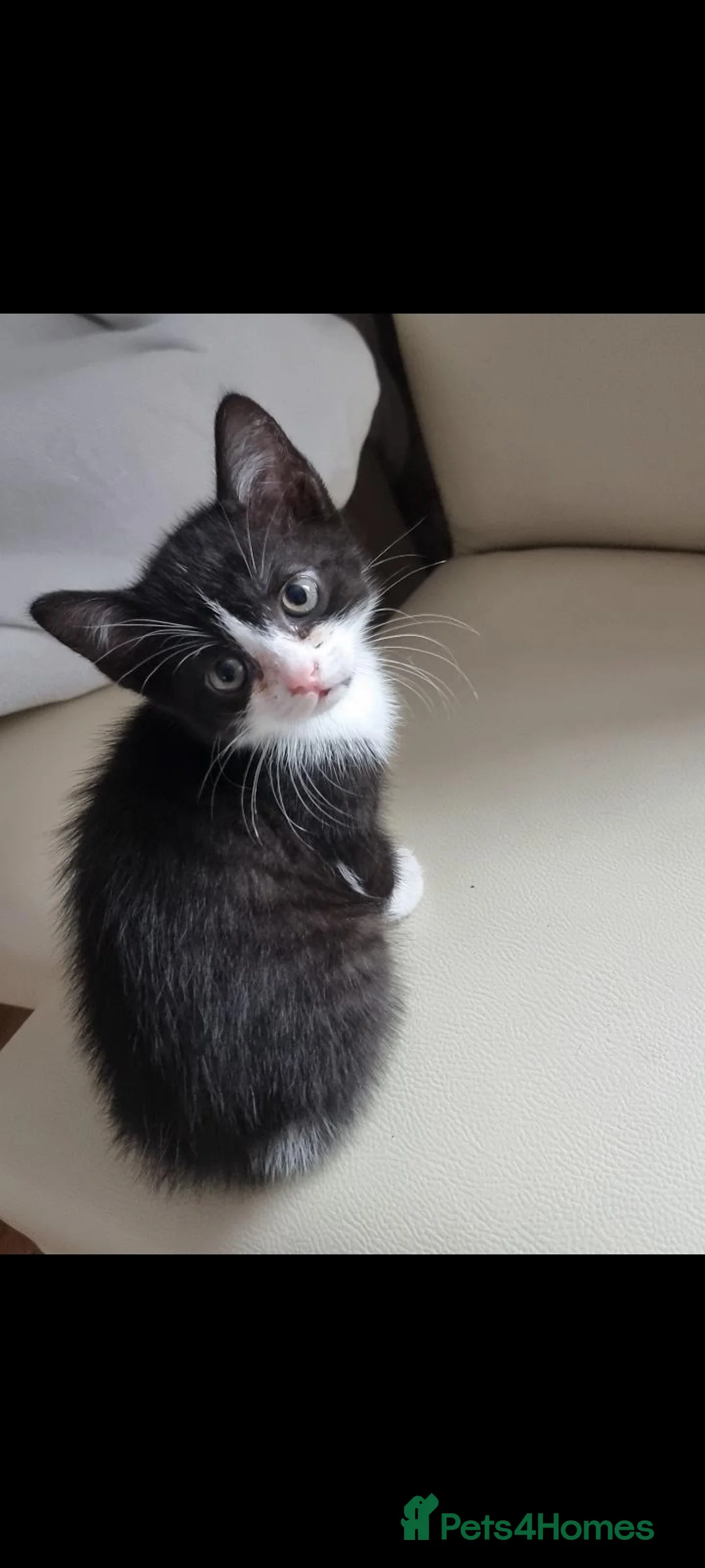 British Shorthair cats for sale: 1 british short-hair kitten left - Advert 2