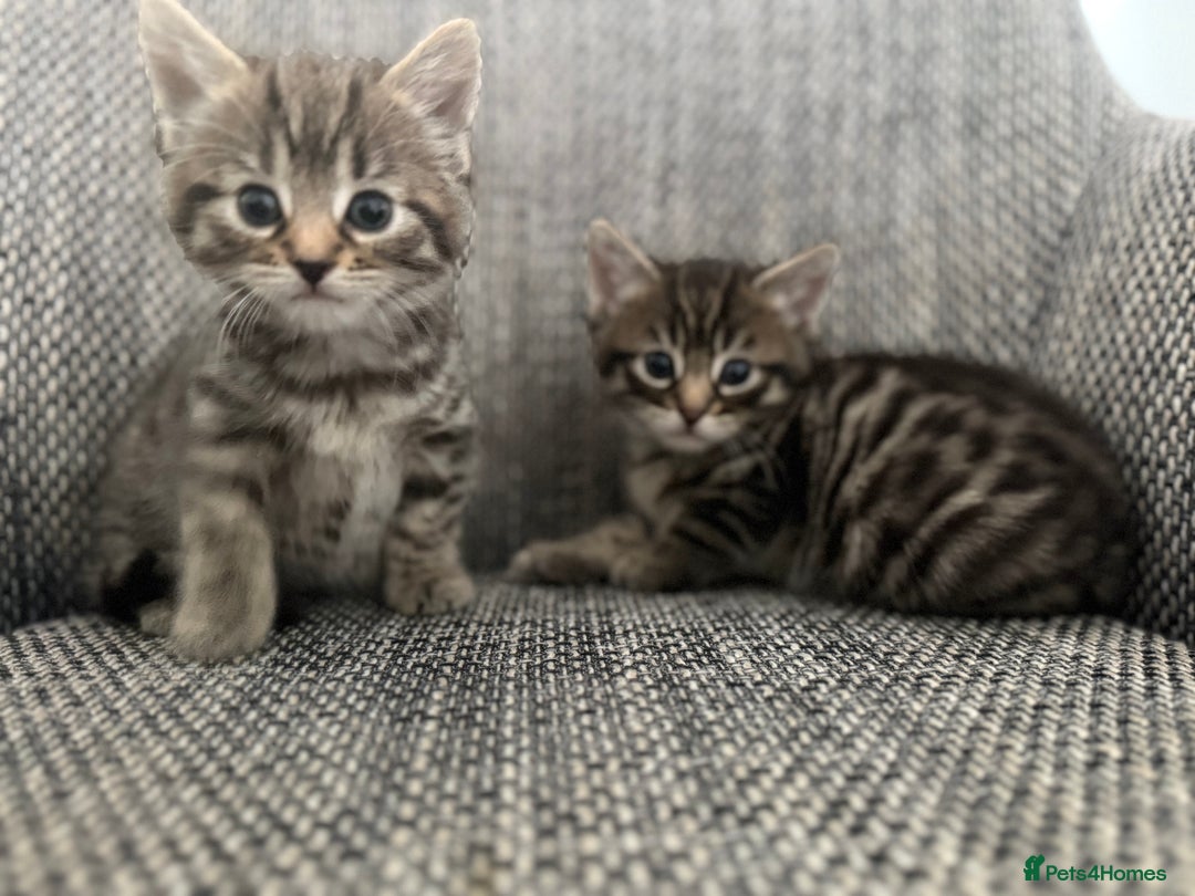 British Longhair cats for sale: Beautiful kittens by our stunning British longhair - Image 21